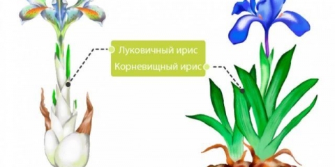 Kada i kako saditi perunike u proljeće na otvorenom tlu